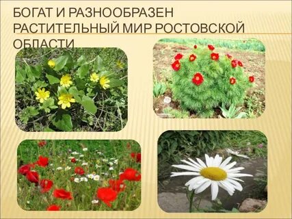 Ростовская область окружающий мир 3 класс