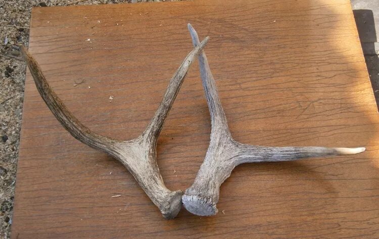 рога на прозрачном фоне. тест рога. рога лося. что значит размер рогов у демонов. оленьи рога вектор.