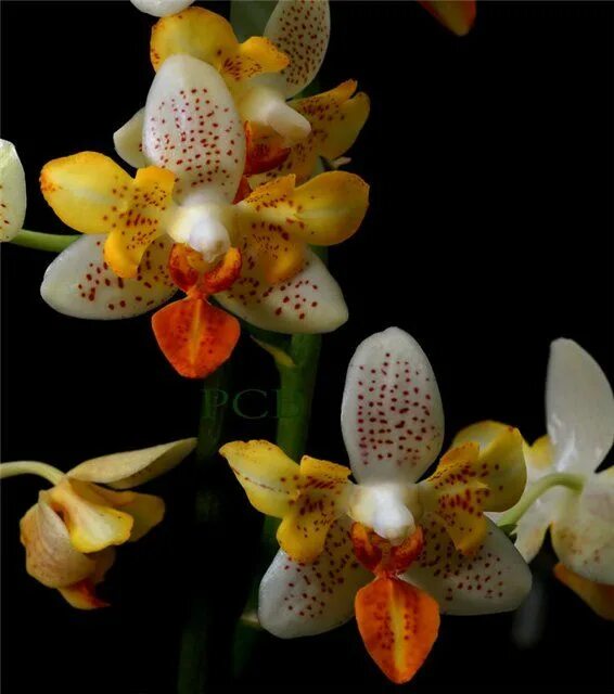 Орхидея Phalaenopsis Mini Mark Sunsplash - купить в Перми, цена 880 руб., продан