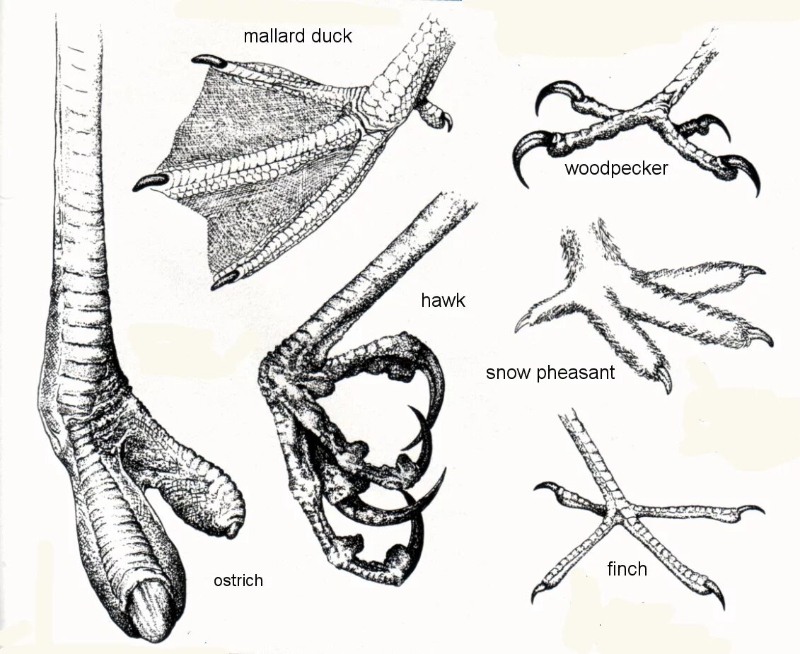 Лапы птиц. Формы лап птиц. Ноги птиц. Лапы разных животных. Чем покрыты конечности птицы