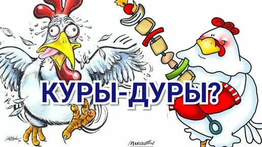 Петух и три курицы. Курочка и дурочка. Петух дурак. Куры не дуры. Птичий рай орск.