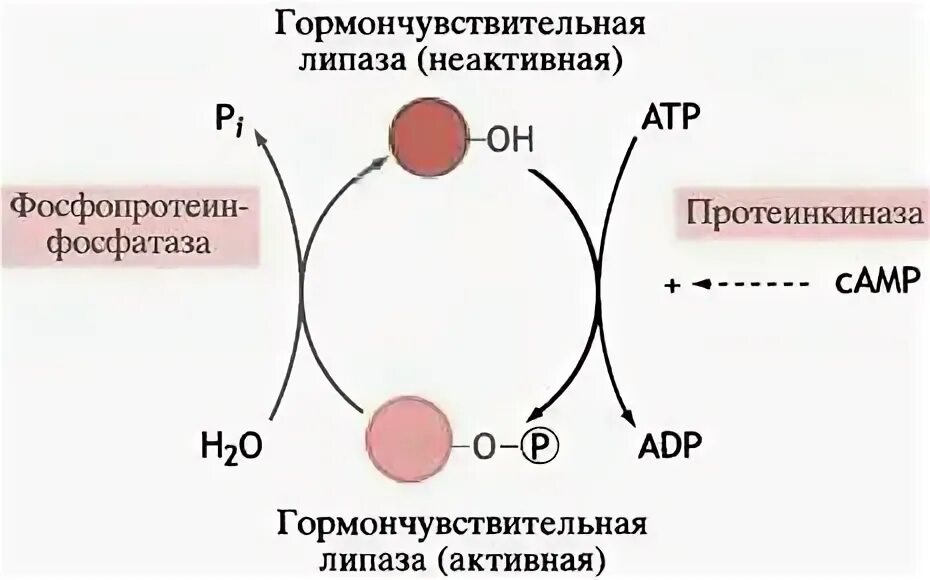 Тканевой протеолиз белков биохимия. Механизм активации липазы. Регуляция активности таг липазы. Триацилглицерол липаза регуляция. Чувствительная липаза.