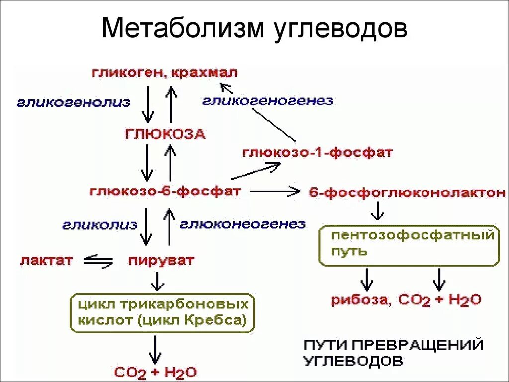 Схема энергетического обмена углеводов. Схема обмена веществ углеводов. Метаболические пути биохимия схема. Обмен углеводов в организме человека схема. Как происходит обмен углеводов