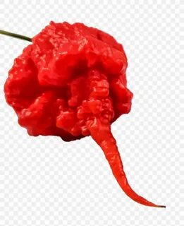 Коралина рипер