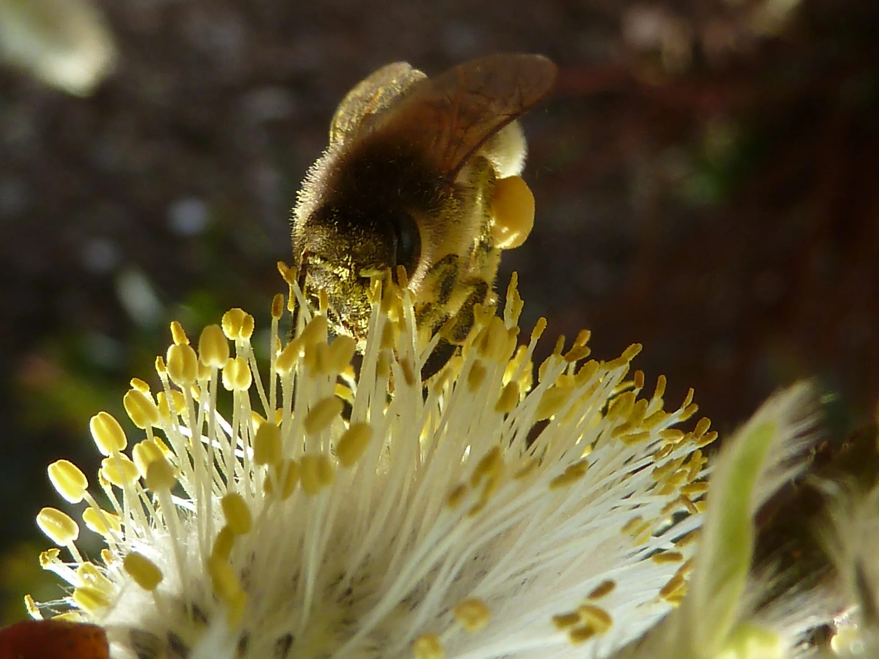 Пыльца опыление. Опыление растений насекомыми. Растения опыляемые насекомыми. Пчела. День пыльцы