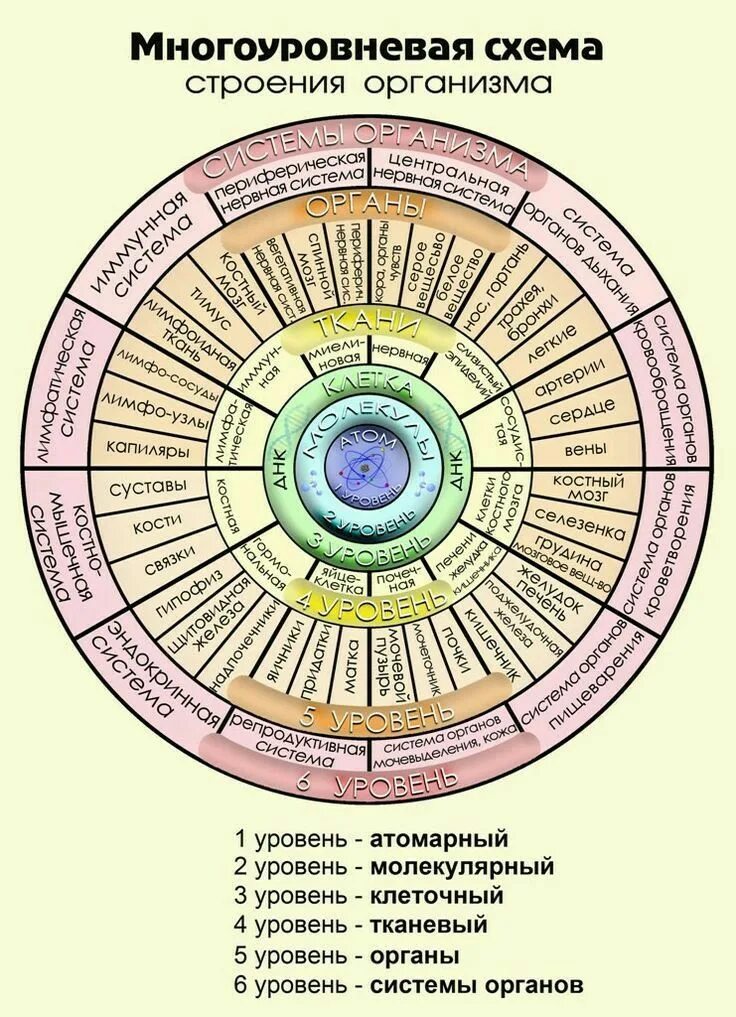 Системы организма человека и их функции. Системы организма. многоуровневая модель строения организма. 12 систем организма человека. 12 систем организма человека и их функции.