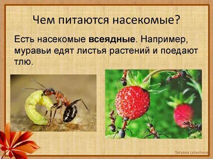 Чем питаются насекомые