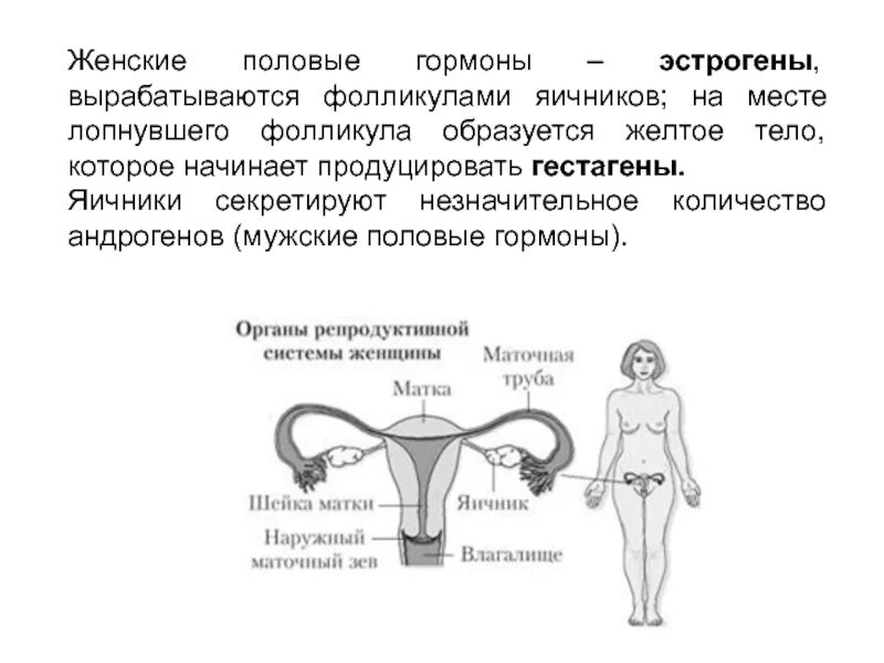 Гормоны женских органов. Женский половой гормон, вырабатываемый фолликулами.. Женские половые гормоны вырабатываются. Женские половые железы вырабатывают гормон. Выработка женских половых гормонов.