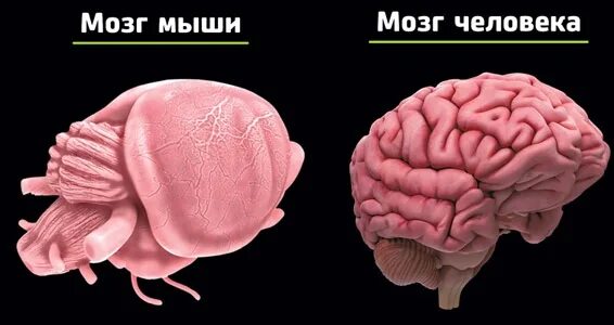 Человек мышь мозг