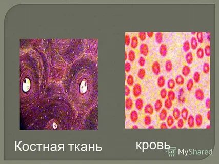 Клетки в тканях соединены веществом