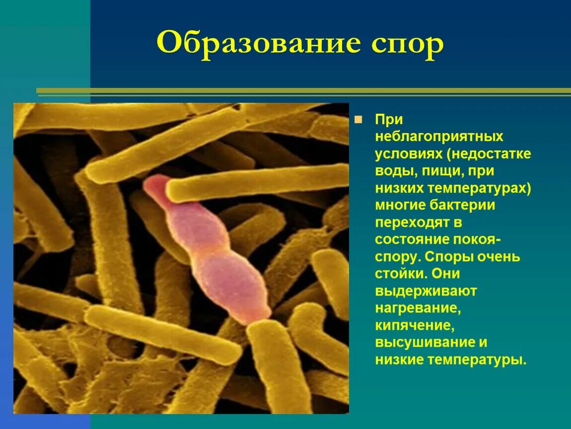Бактерии образующие споры в неблагоприятных условиях. Бактерии презентация. Информация о бактериях. Презентация на тему бактерии. Бактериальные микроорганизмы.