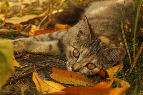 Листья кошка