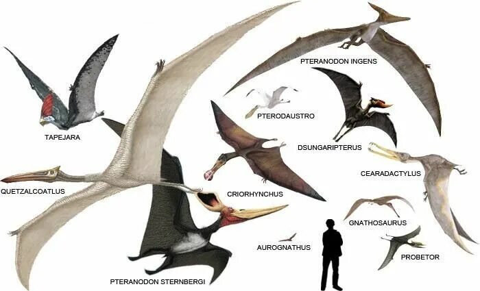 Птеранадон. Кетцалькоатль птеродактиль. Птеранодон. Pteranodon ingens. Птеранодон и человек.