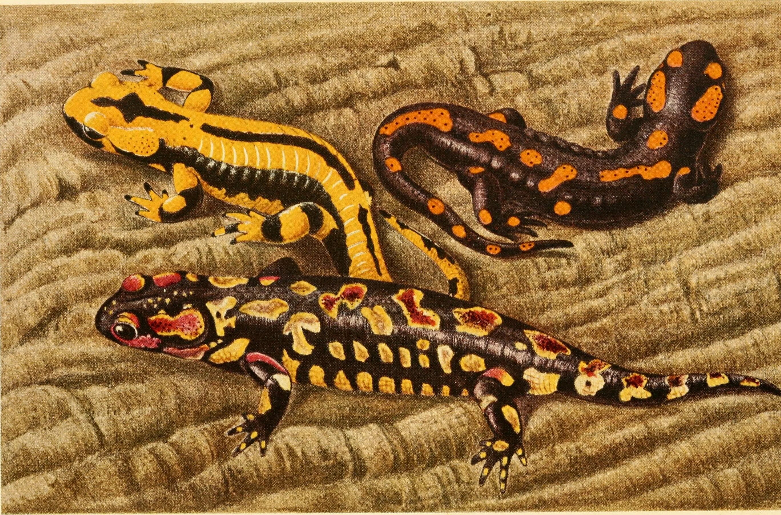 Работа саламандра. Саламандра крымская. Саламандра в якутске. Творчество лабораторная саламандра logo. Озерная саламандра.