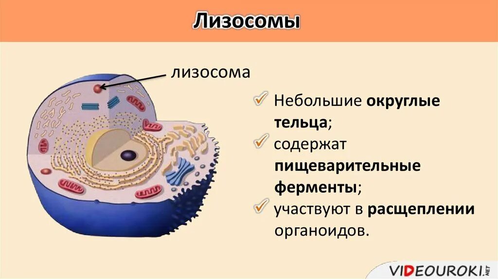 Лизосомы химический состав. Структура лизосомы клетки. Лизосомы строение и функции. Структура лизосомы клетки. Лизосомы строение и химический состав.