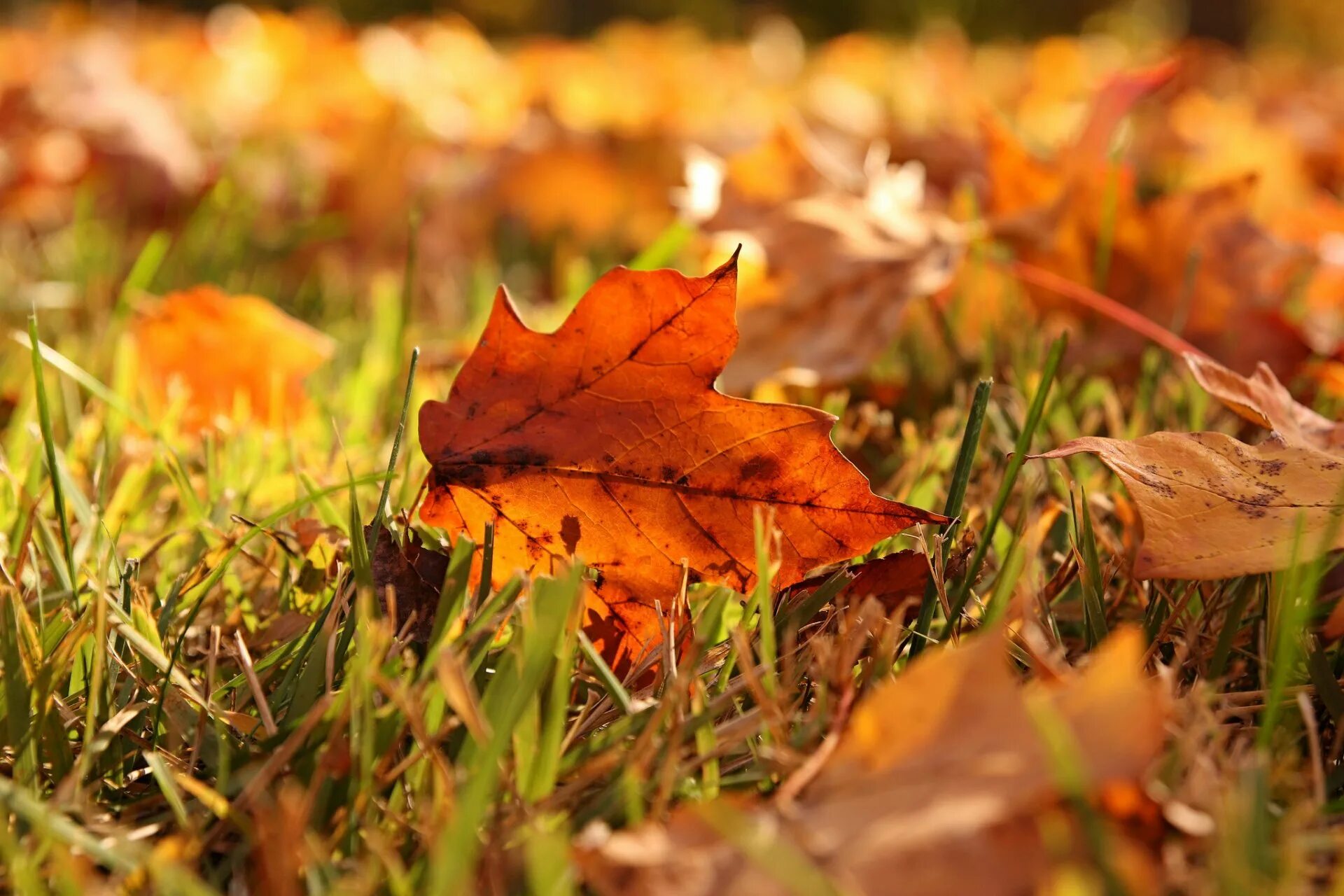 Настроение осень картинки. Осенние листья. Трава осенью. Осень природа макро. Трава с листвой осень.
