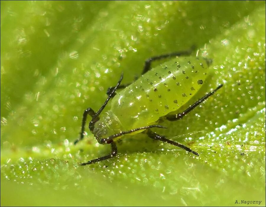 Тля относится к насекомым. Тли (Aphididae). Гороховая тля. Тля насекомое. Прозрачные насекомые.