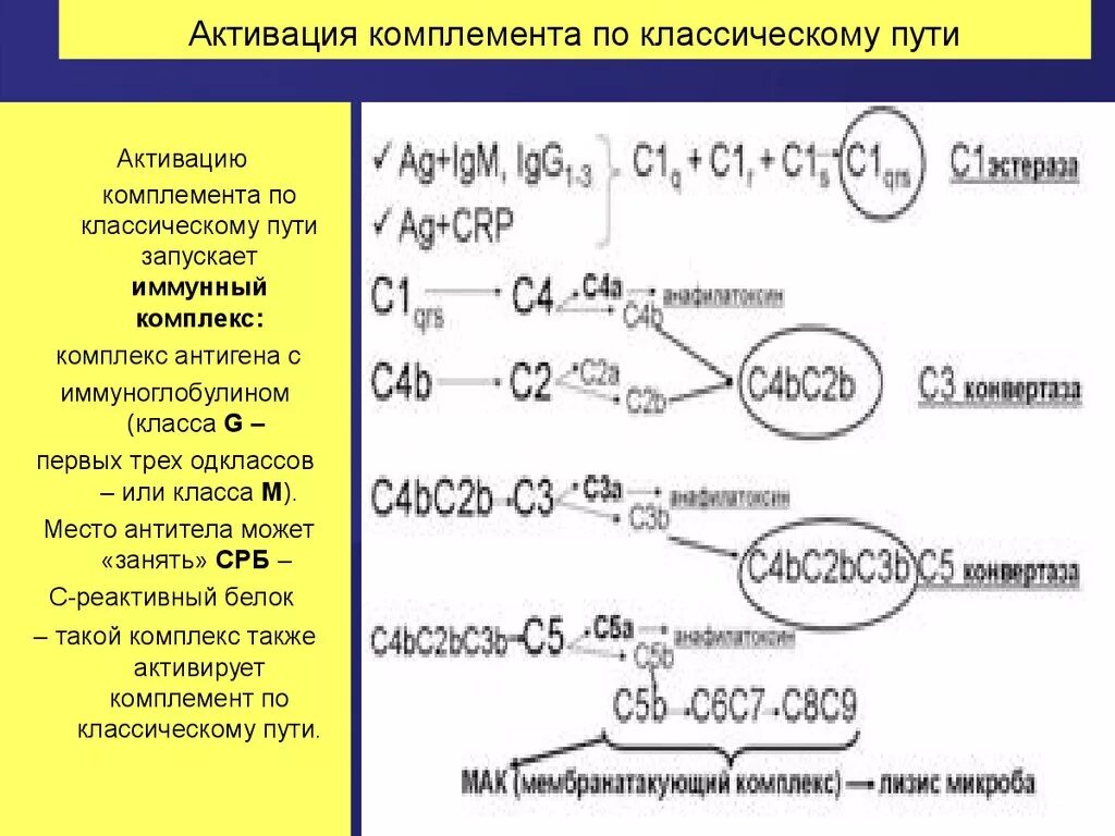 Комплекс комплемента. Пути активации системы комплемента схема. Активация системы комплемента по классическому пути. Активация системы комплемента 3 схемы. Реакция активации системы комплемента.