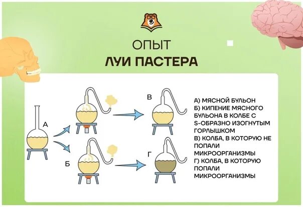 Эксперимент пастера. Луи пастер опыт с бульоном. эксперимент луи пастера. опыт л пастера. эксперимент луи пастера с колбой.