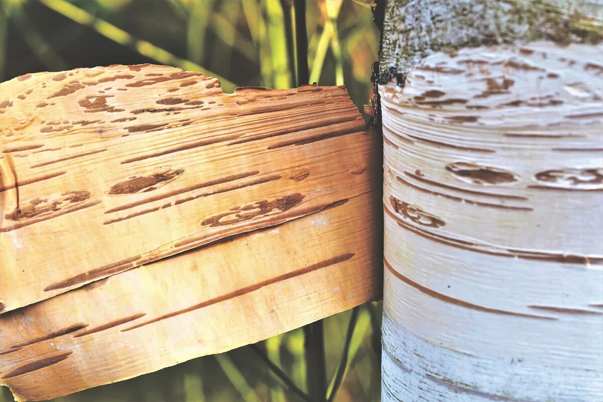 Birch bark. Береста дерево. Birch bark. Береста дерево. Ствол березы.