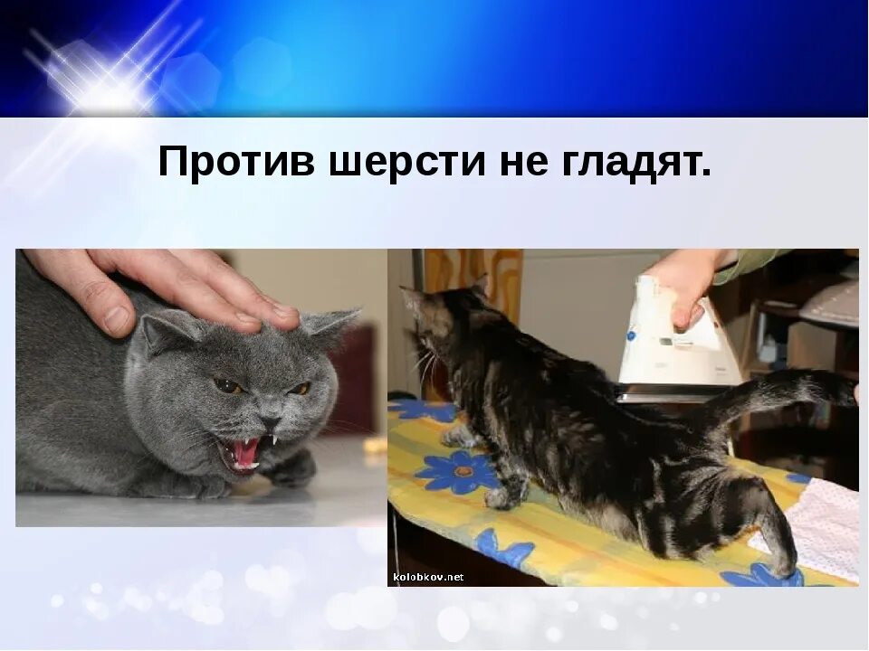 Гладить кота против шерсти. Не гладить против шерсти. против шерсти. гладить кошку против шерсти. поглажена против шерсти.