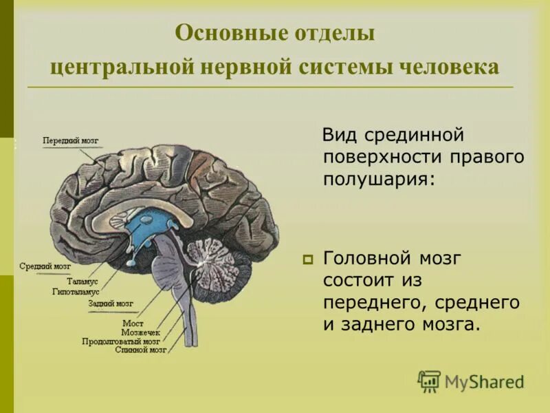Структуры центральной нервной системы и их функции. Строение основных отделов центральной нервной системы. Цнс головной мозг строение. Цнс головной мозг строение. Строение нервной системы спинной мозг.
