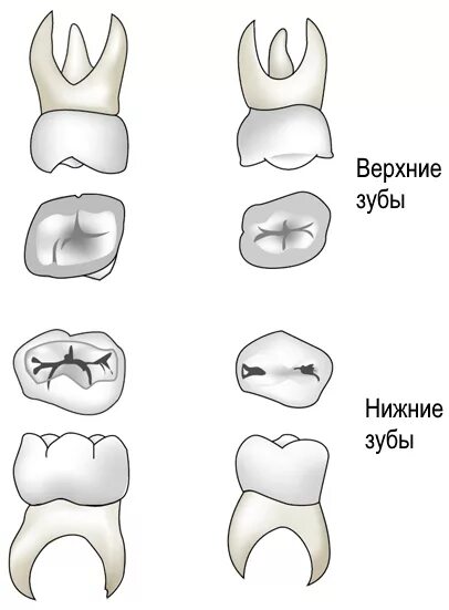 Как отличить молочный зуб. Как выглядит коренной зуб.