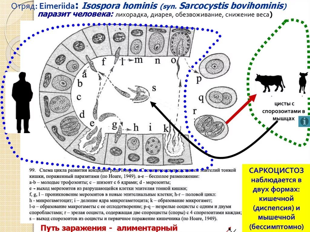 Жизненный цикл Sarcocystis suihominis. Изоспора Белли жизненный цикл. Саркоциста цикл развития. Жизненный цикл развития саркоцисты.. Микрогаметоцит это