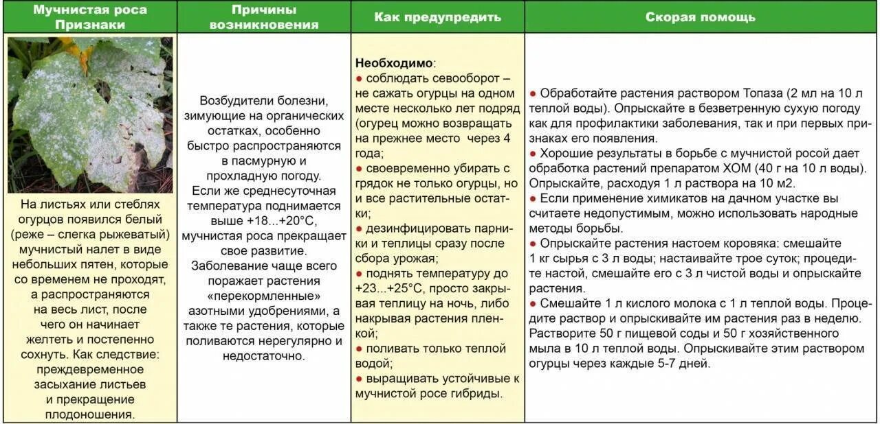 Чем обработать рассаду помидор от болезней. Мучнистая роса на крыжовнике меры борьбы таблица. Для обработки огурцов от вредителей препарат. Обработка растений от вредителей. Обработать огурцы от болезней.