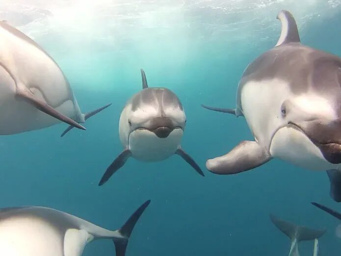 Живые дельфины. Дельфины анимация. Дельфины прыгают. Дельфины стая.
