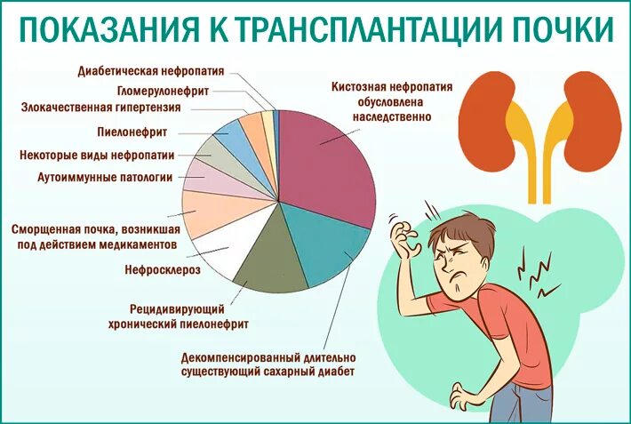 Показания к пересадке почки. Трансплантология почки. Показания к трансплантации. Трансплантация почки показания и противопоказания. Пересадка почки в москве