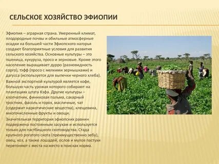 Отрасли сельского хозяйства африки