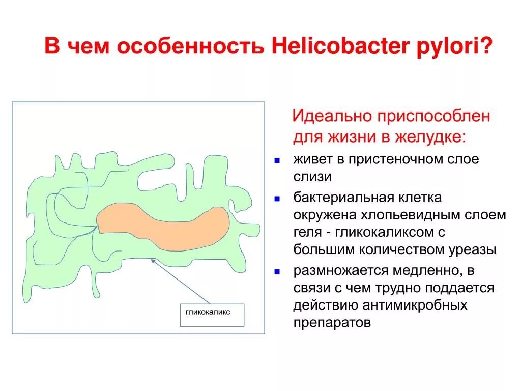 Хеликобактер строение. Факторы вирулентности хеликобактер пилори. Хеликобактер пилори строение. В желудке Helicobacter pylori обитает. Слизистый слой бактерий