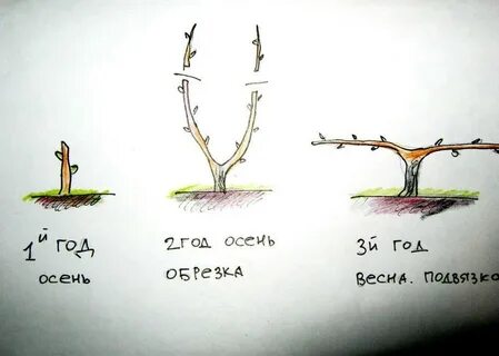 Метод винограда