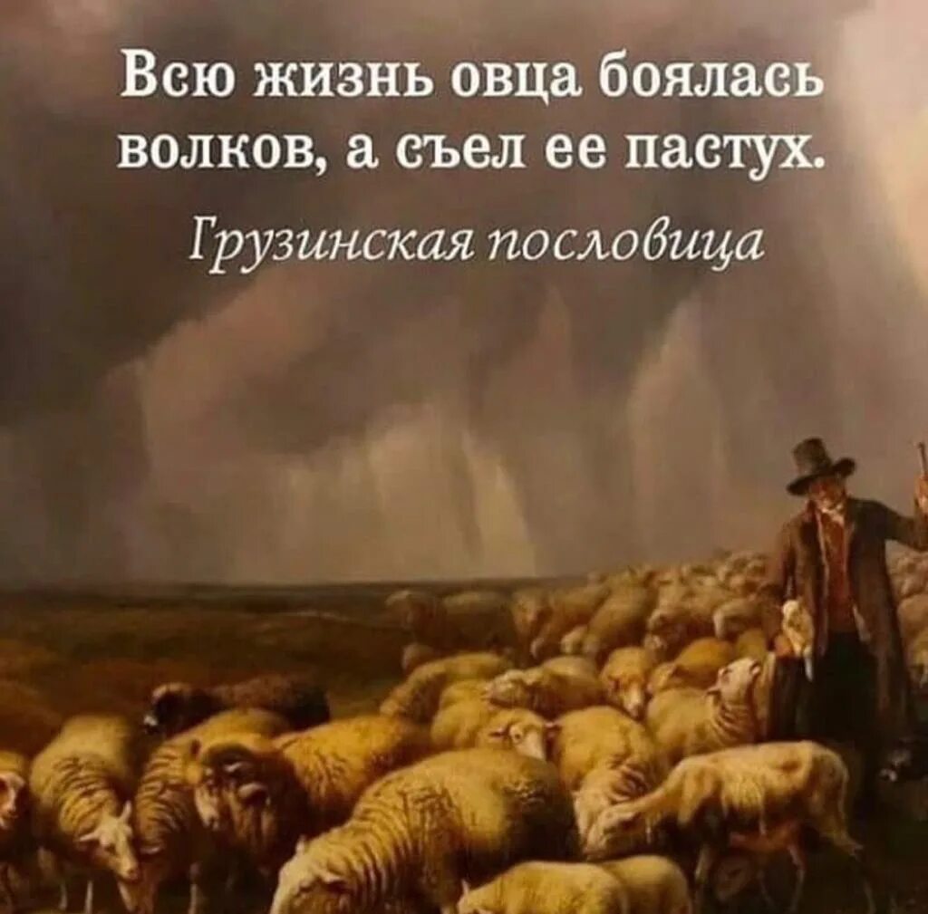 Волки и овцы цитаты