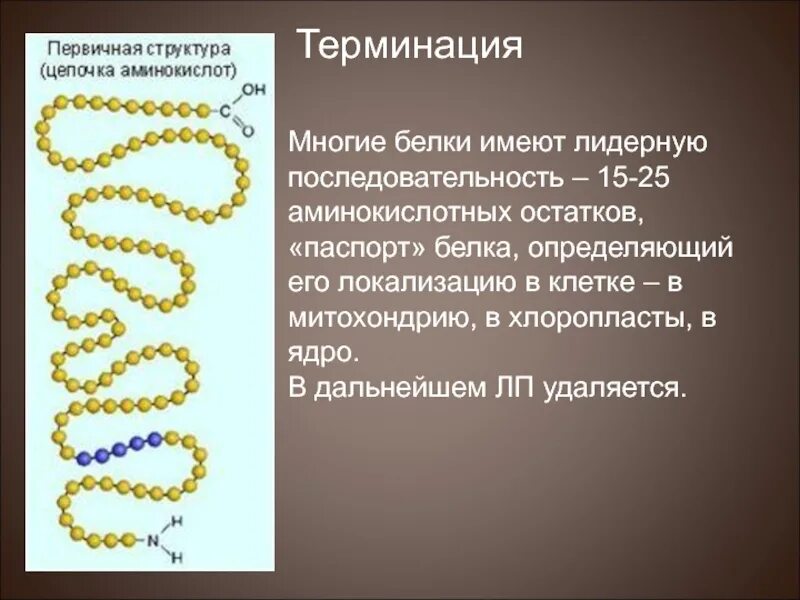 Определить первичную структуру синтезируемого белка. Цепочка аминокислот белка. цепочка из аминокислот. первичная структура цепь из аминокислот. локализация белков в клетке.