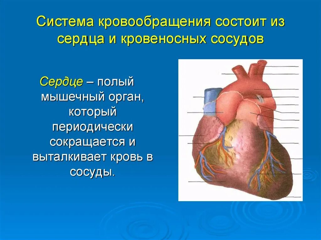 Сердце и кровообращение 8 класс. Кровеносные сосуды сердца анатомия. Доклад на тему сердце. Сердце орган кровообращения. Органы кровообращения сердце и сосуды.