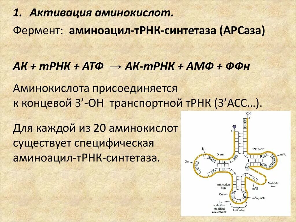 Т рнк синтезируется. Активация аминокислот аминоацил-ТРНК – синтетазы. Активация аминокимлотатрнк. Аминоацил-ТРНК-синтетаза Синтез. Транспортная РНК.