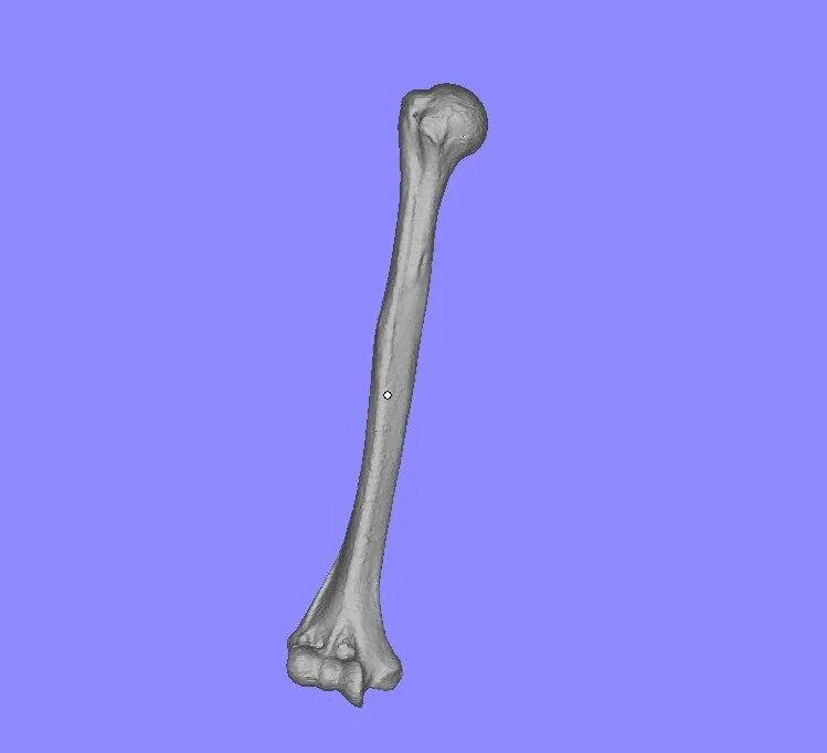 Bone 3d