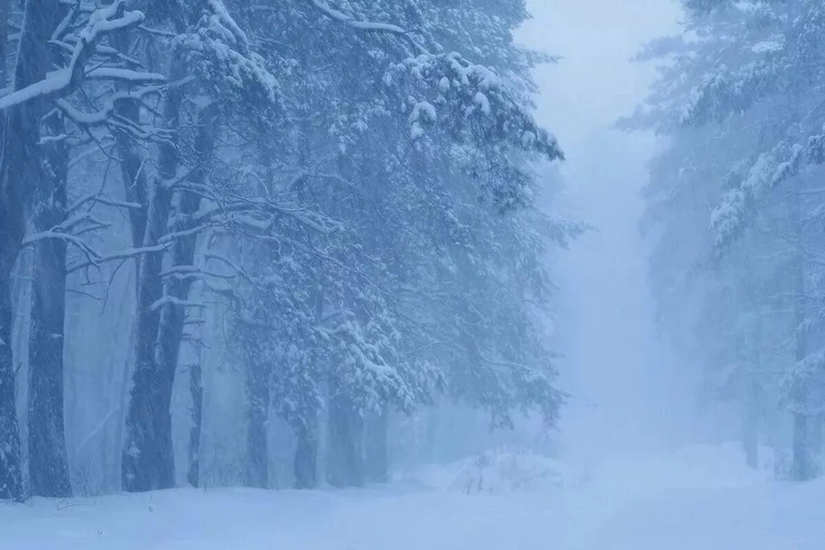 Вьюга что это. Зимняя буря. Снежная буря. Снежный ветер. Снежная метель.