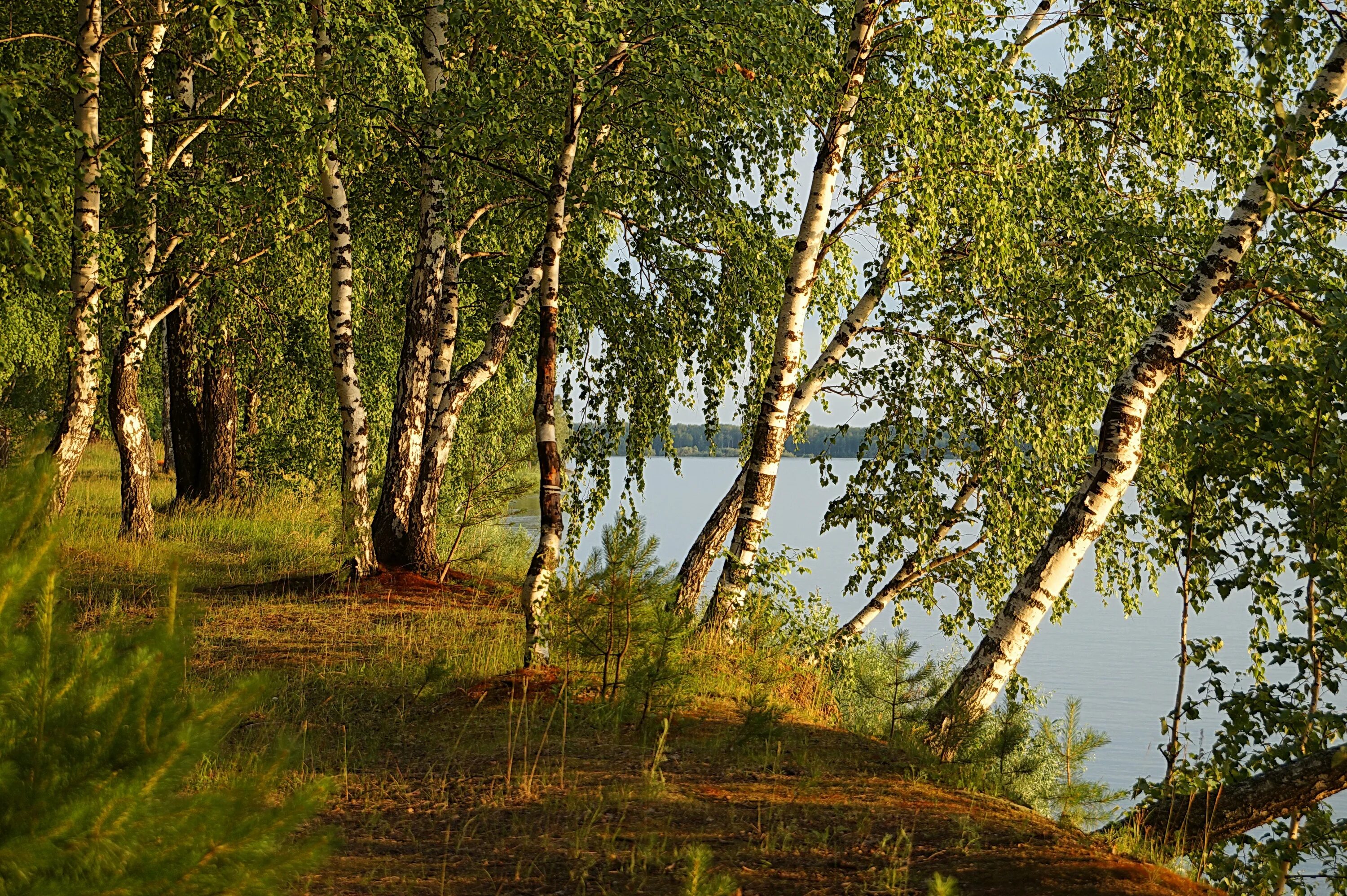 Березка нижегородская область. Боровое роща танцующих берез. Танцующие березы Боровое Казахстан. Боровое Казахстан роща танцующих берез. Березовая роща Казань.