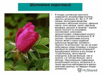 Систематическая группа растения шиповник