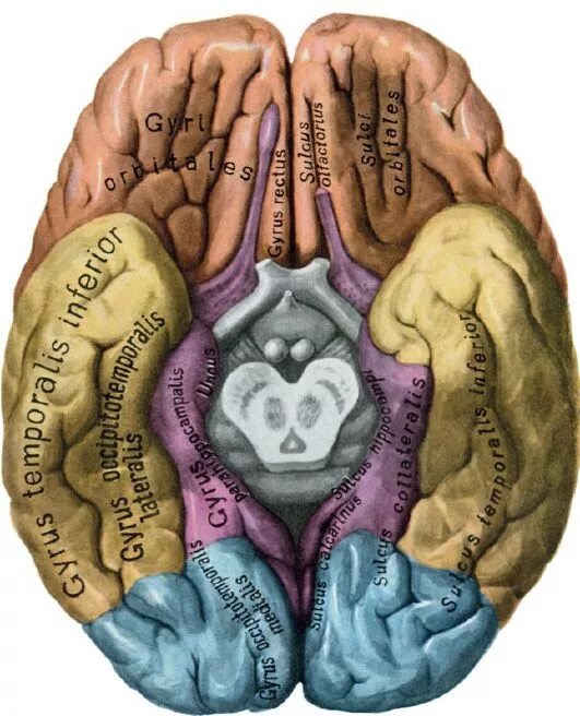 Нижнее полушарие мозга. Извилины головном мозге анатомия нижняя поверхность. Борозды и извилины нижней поверхности полушария большого мозга. Нижняя поверхность полушарий большого мозга борозды. Борозды и извилины нижней поверхности полушария.