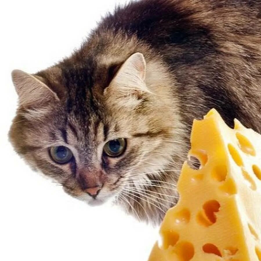 Кошка и сыр. Сырный кот. Котик с сыром. Кот с куском сыра.