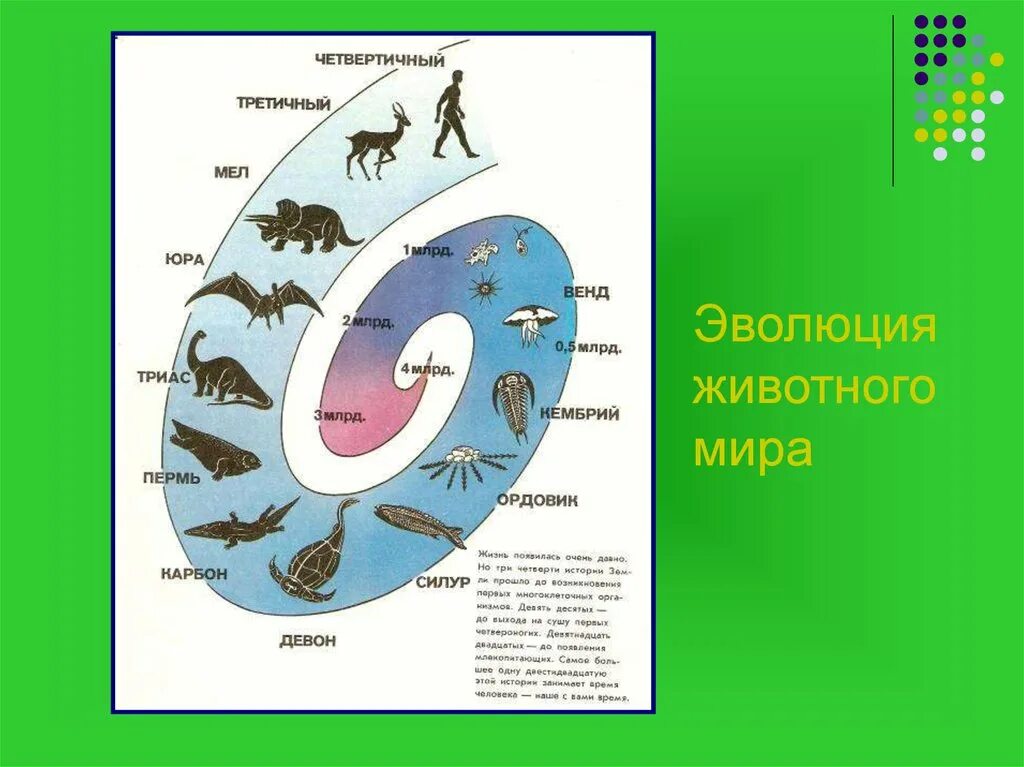 Основные этапы развития животных 8 класс. Схема эволюции жизни на земле.