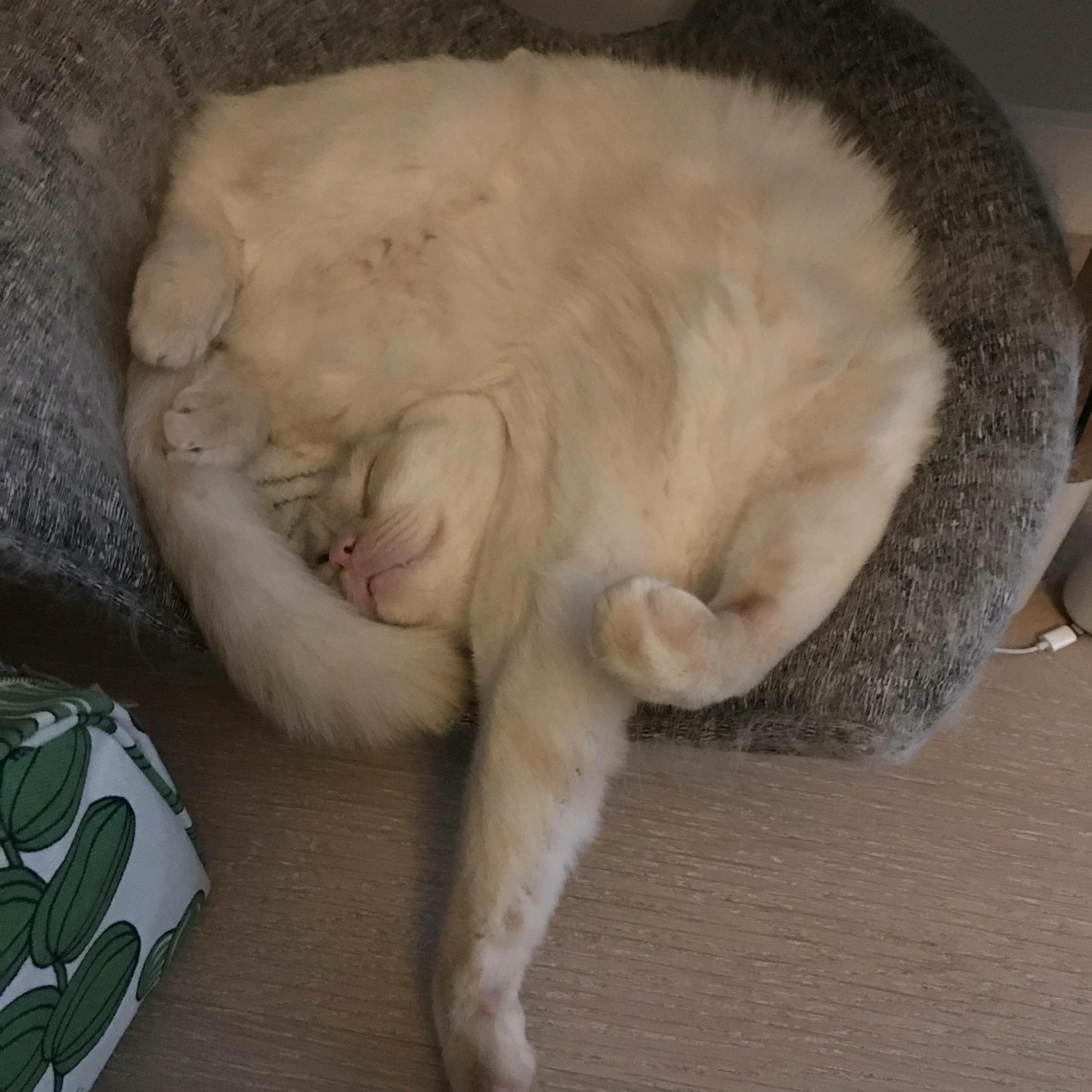 Покажи спящего кота