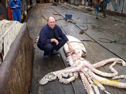 Самый большой осьминог в истории