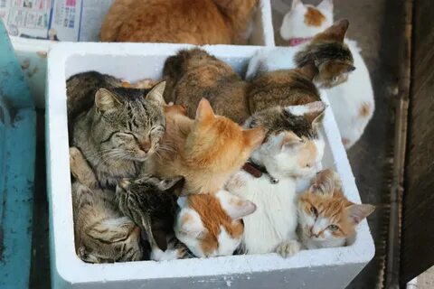 Куда можно пристроить котят