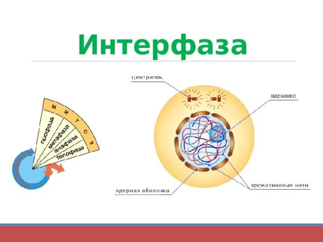 3 этапа интерфазы. Рисунок строение интерфазы. Интерфаза схема. Интерфаза процессы. Интерфаза картинки.