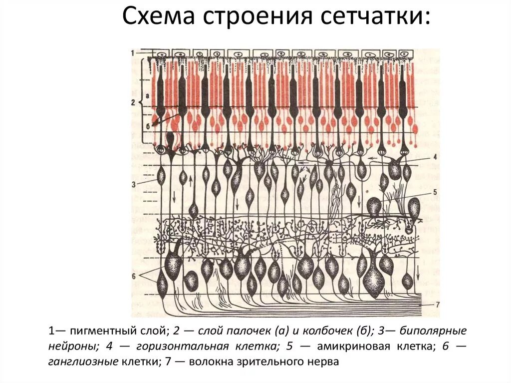 Послойное строение сетчатки. Сетчаточная оболочка глаза. Строение волокон зрительного нерва. Строение сетчатки гистология. Слой нервных волокон сетчатки норма.